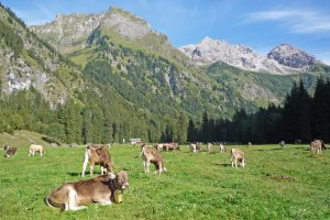 Gutenalpe