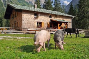 Gutenalpe