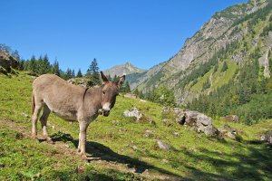 Gutenalpe