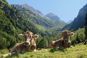 Gutenalpe