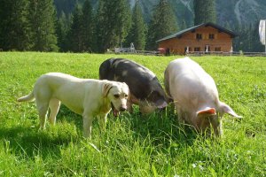 Gutenalpe