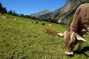 Gutenalpe